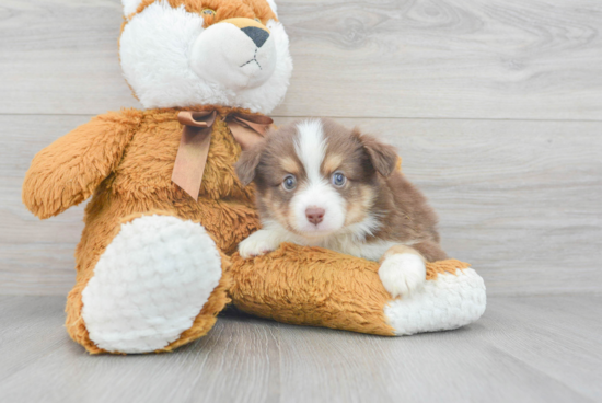 Mini Aussie Pup Being Cute