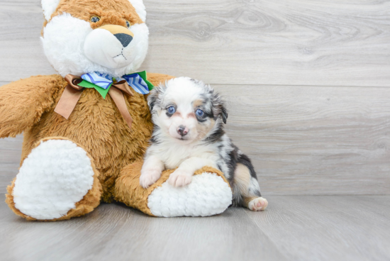 Mini Aussie Puppy for Adoption