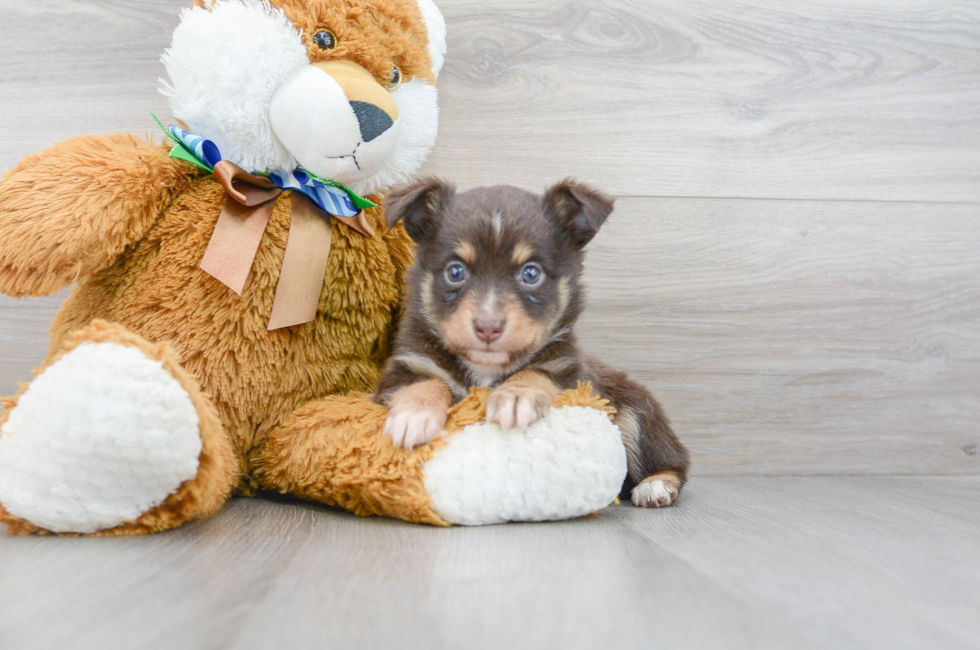 7 week old Mini Aussie Puppy For Sale - Premier Pups