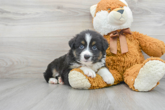 Little Mini Aussie Purebred Pup