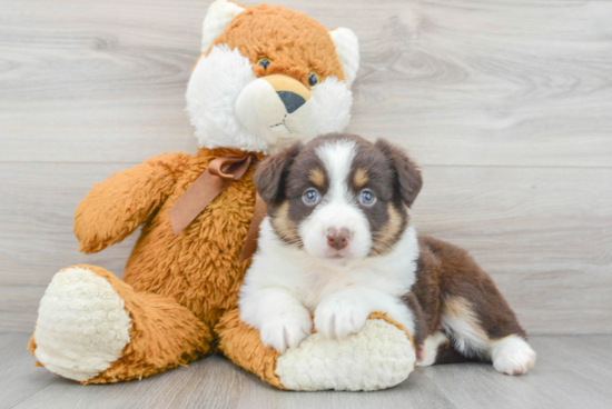 Mini Aussie Puppy for Adoption