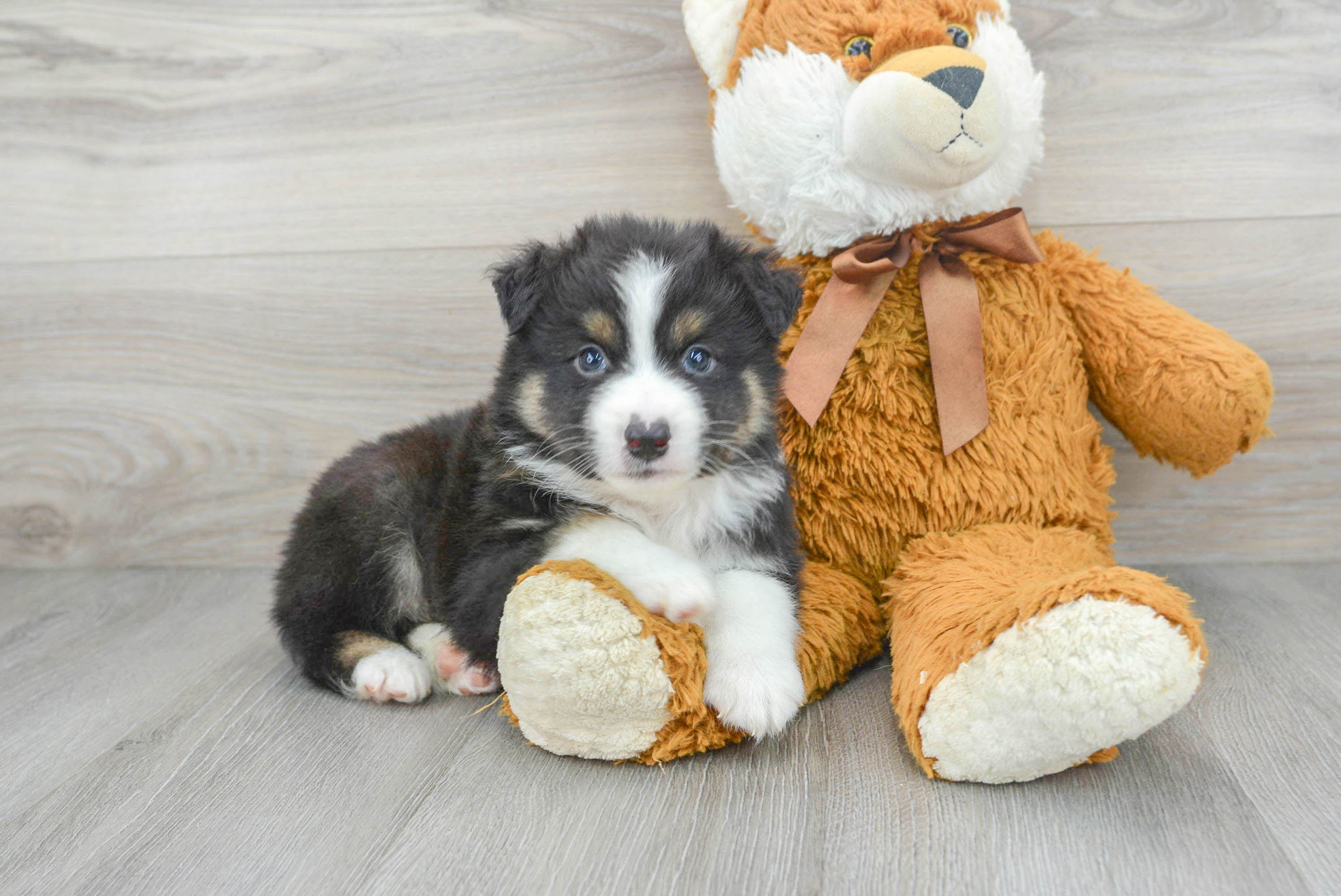 red tri mini aussie puppy for sale