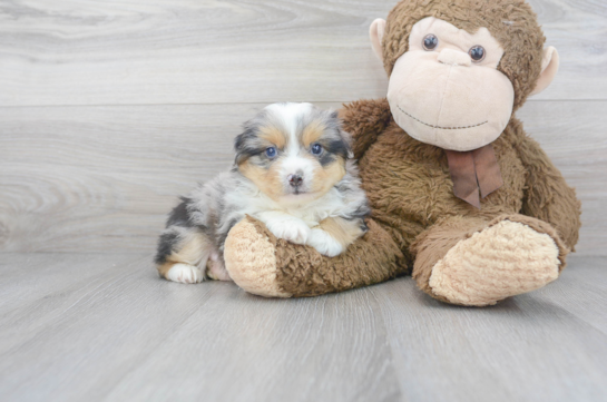 6 week old Mini Aussie Puppy For Sale - Premier Pups