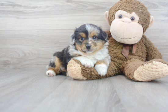 Cute Miniature Austrailian Shepherd Purebred Puppy