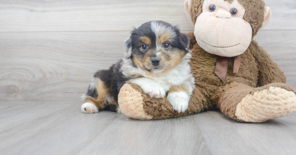 Hypoallergenic Mini Aussie Nox 4lb 9oz Purebred Puppy