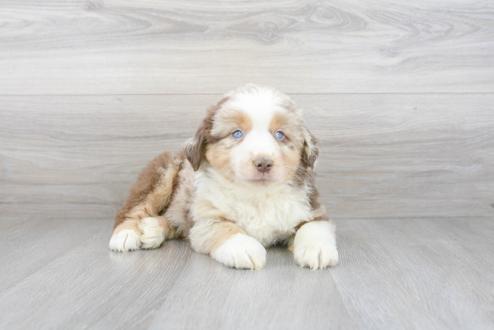 Meet Panerai - our Mini Aussie Puppy Photo 2/4 - Premier Pups