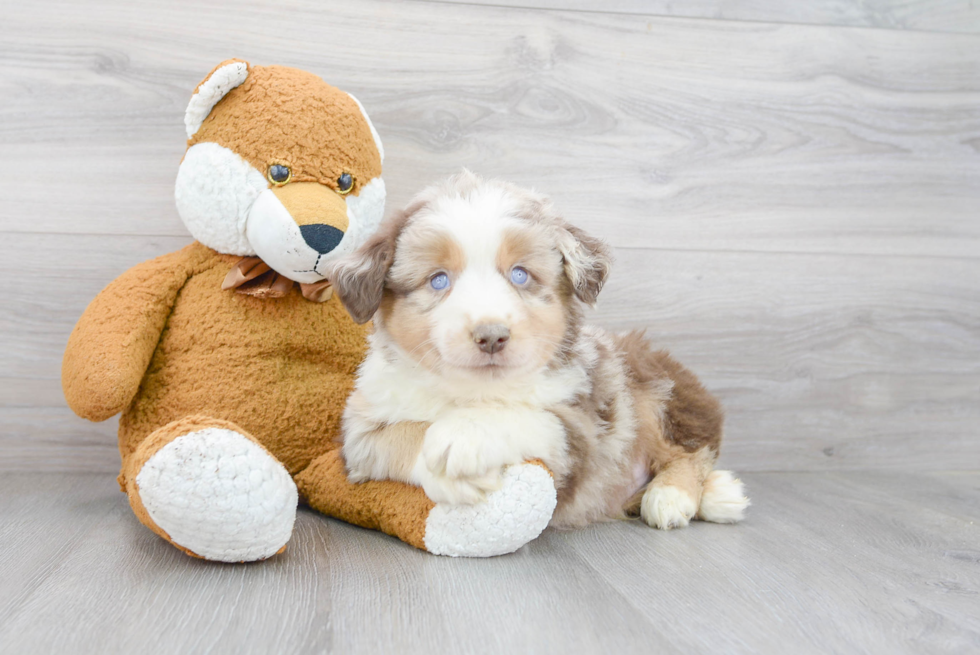 Meet Panerai - our Mini Aussie Puppy Photo 1/4 - Premier Pups
