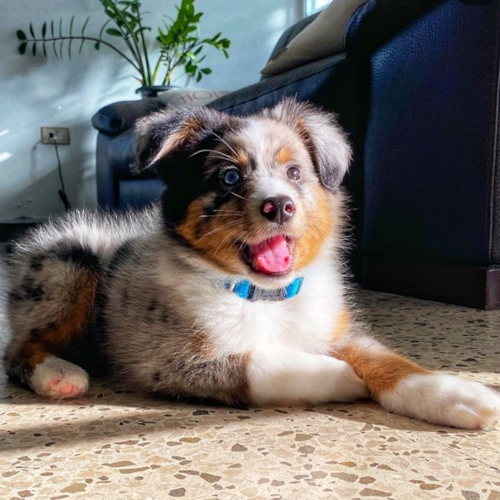 Merle Mini Aussie puppy with blue eyes