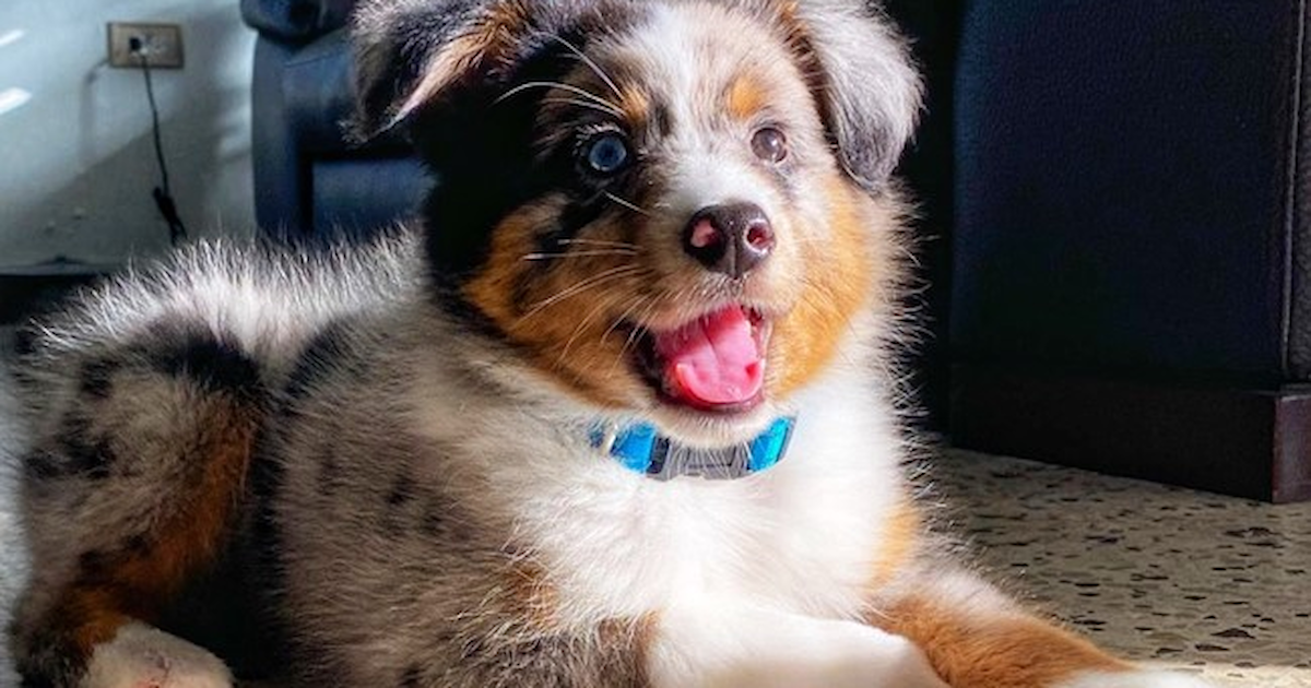 Find Mini Aussie Puppies for Sale near Amarillo, Texas