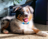 Mini Aussie Puppies For Sale Premier Pups
