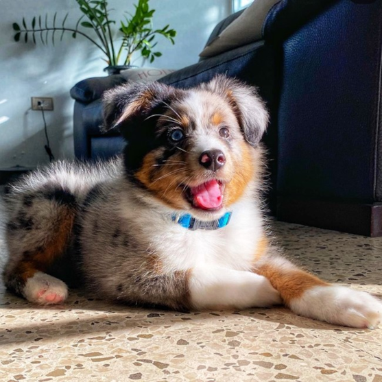 Mini Aussie Breed Info