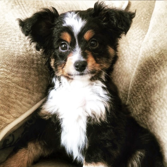 Black tricolor Mini Aussie with an alert expression