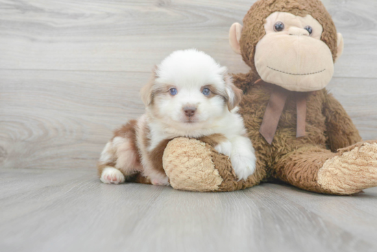 Best Mini Aussie Baby