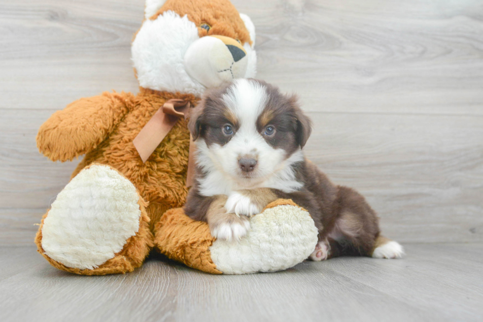 Meet Roush - our Mini Aussie Puppy Photo 2/3 - Premier Pups