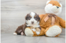 Meet Roush - our Mini Aussie Puppy Photo 1/3 - Premier Pups
