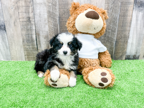 Smart Miniature Austrailian Shepherd Purebred Puppy