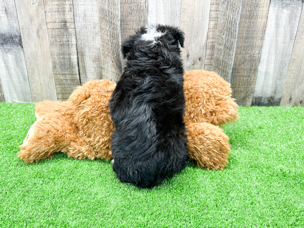 Happy Miniature Austrailian Shepherd Purebred Puppy