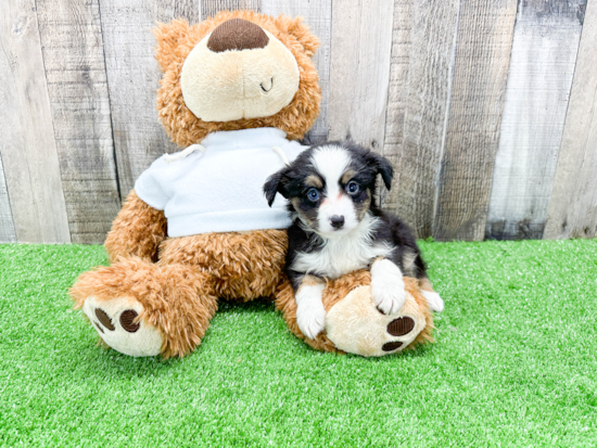 Friendly Mini Aussie Baby