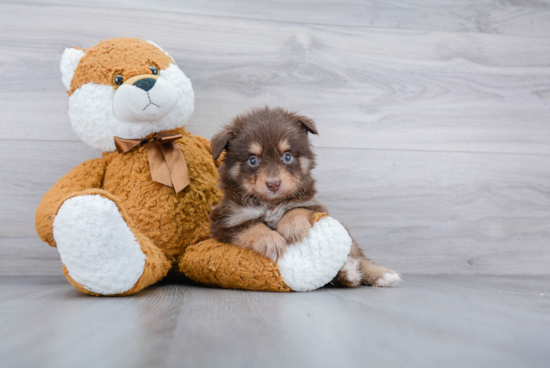 Hypoallergenic Mini Aussie Purebred Pup