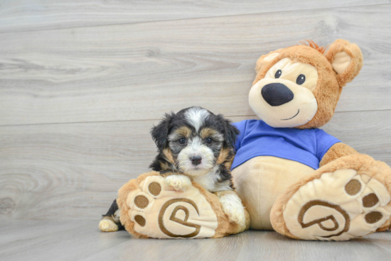 Mini Aussiedoodle Puppy for Adoption