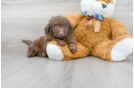 Meet Aladdin - our Mini Aussiedoodle Puppy Photo 2/3 - Premier Pups