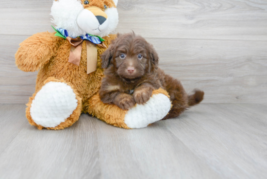 Adorable Aussiepoo Poodle Mix Puppy