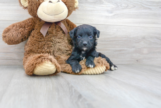 Small Mini Aussiedoodle Baby