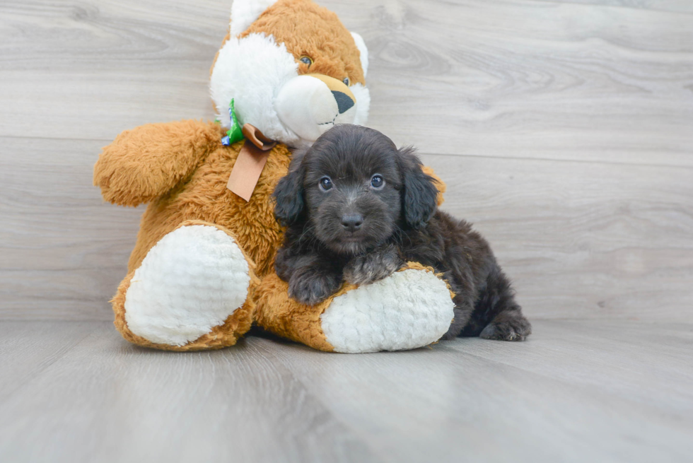 Meet Andre - our Mini Aussiedoodle Puppy Photo 1/3 - Premier Pups