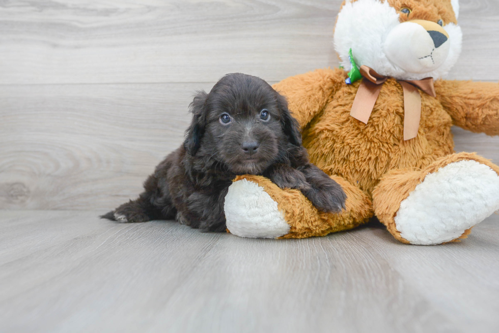 Meet Andre - our Mini Aussiedoodle Puppy Photo 2/3 - Premier Pups