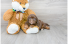Meet Angela - our Mini Aussiedoodle Puppy Photo 2/3 - Premier Pups