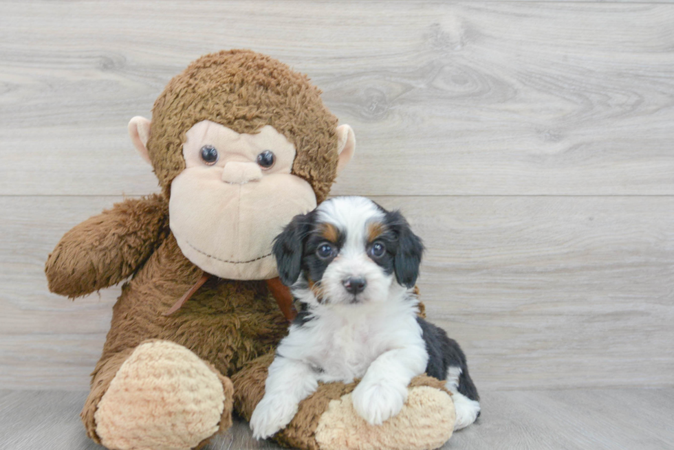 Friendly Mini Aussiedoodle Baby