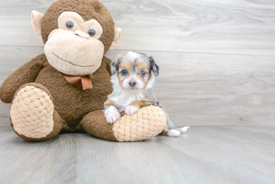 Best Mini Aussiedoodle Baby