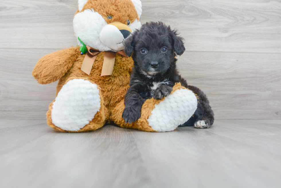Meet Anna - our Mini Aussiedoodle Puppy Photo 1/3 - Premier Pups