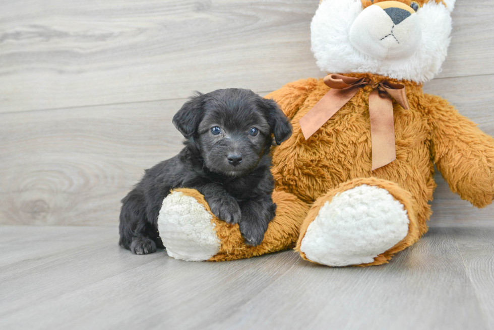 Small Mini Aussiedoodle Baby