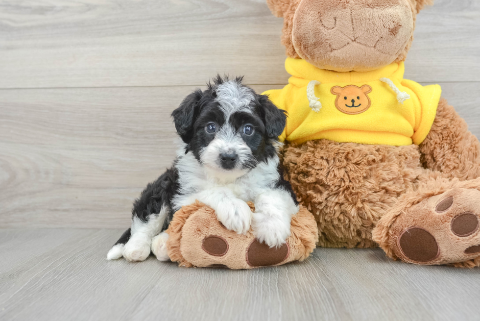 Playful Mini Aussiedoodle Ari: 4lb 9oz Doodle Puppy