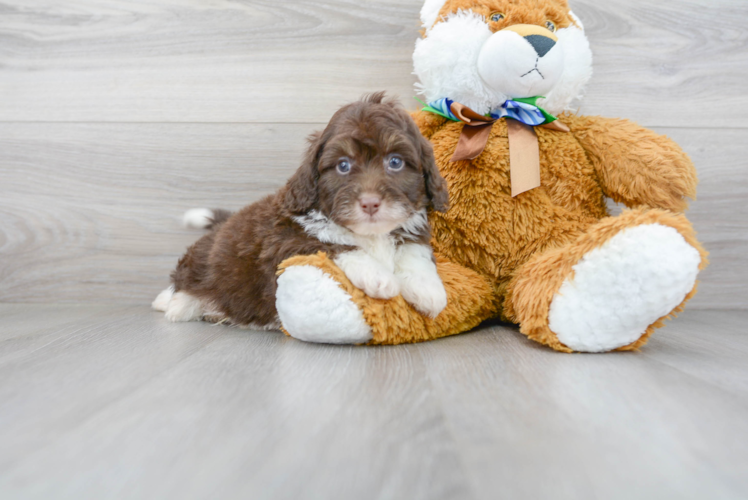 Meet Ari - our Mini Aussiedoodle Puppy Photo 2/3 - Premier Pups