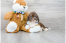 Meet Ari - our Mini Aussiedoodle Puppy Photo 1/3 - Premier Pups