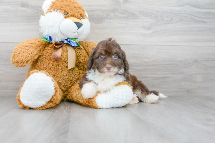 Meet Ari - our Mini Aussiedoodle Puppy Photo 1/3 - Premier Pups