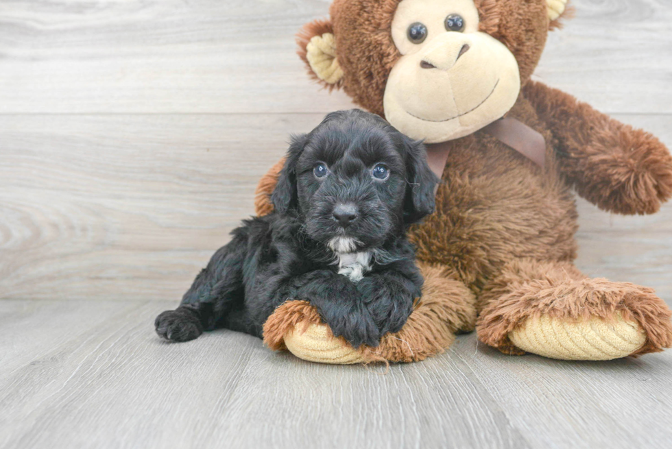 Meet Ari - our Mini Aussiedoodle Puppy Photo 2/3 - Premier Pups