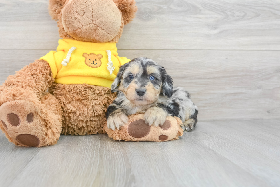 Smart Mini Aussiedoodle Ashton 6lb 14oz Doodle Puppy