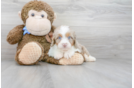 Meet Ashton - our Mini Aussiedoodle Puppy Photo 2/3 - Premier Pups