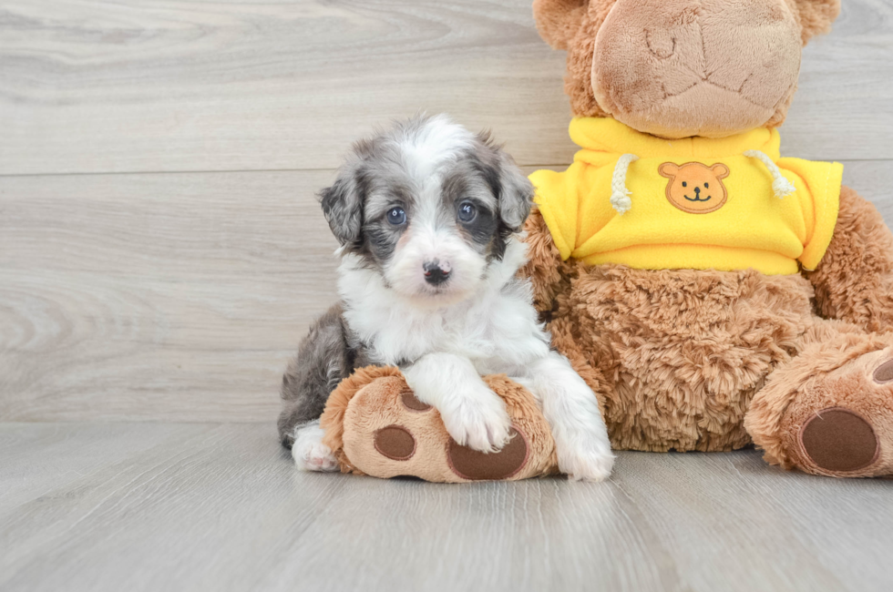 7 week old Mini Aussiedoodle Puppy For Sale - Premier Pups