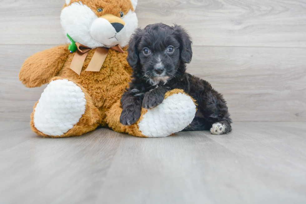 Meet Asiago - our Mini Aussiedoodle Puppy Photo 2/3 - Premier Pups