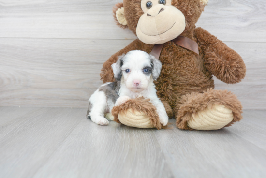 Funny Mini Aussiedoodle Poodle Mix Pup