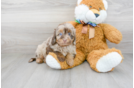 Meet Athena - our Mini Aussiedoodle Puppy Photo 2/3 - Premier Pups