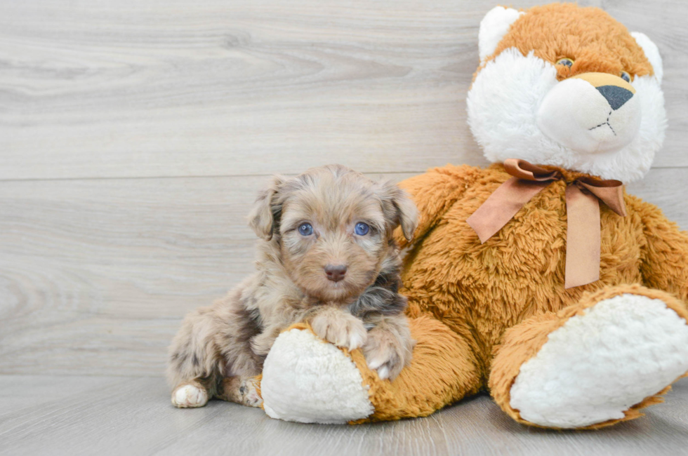 6 week old Mini Aussiedoodle Puppy For Sale - Premier Pups