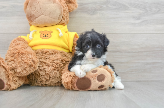 Petite Mini Aussiedoodle Poodle Mix Pup