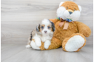 Meet Audrey - our Mini Aussiedoodle Puppy Photo 1/3 - Premier Pups