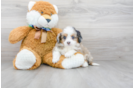 Meet Audrey - our Mini Aussiedoodle Puppy Photo 2/3 - Premier Pups