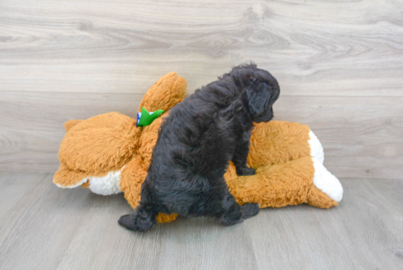 Meet Audrey - our Mini Aussiedoodle Puppy Photo 3/3 - Premier Pups